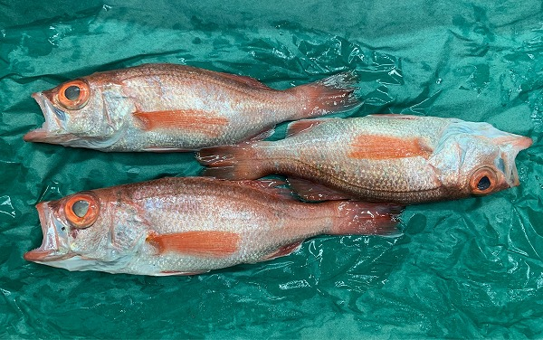 アカムツ 八面六臂