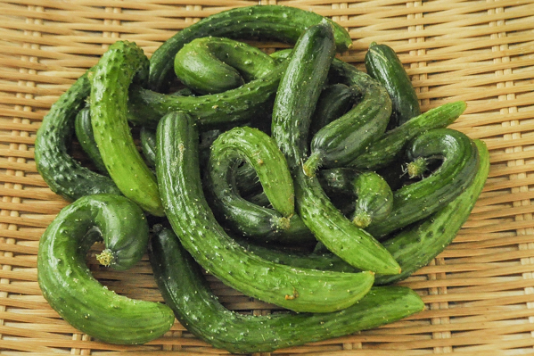 ミニきゅうり 花 八面六臂