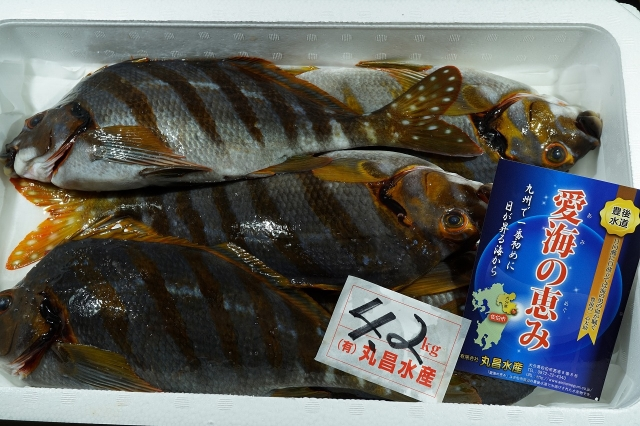 タカノハダイ 八面六臂