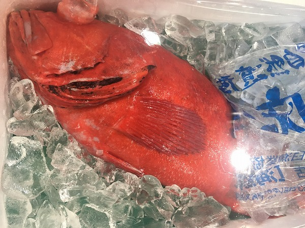 オオサガ メヌケ 八面六臂
