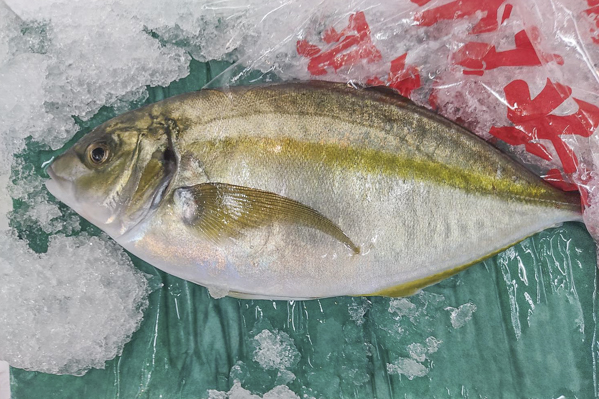 天然一本釣りシマアジ 八面六臂