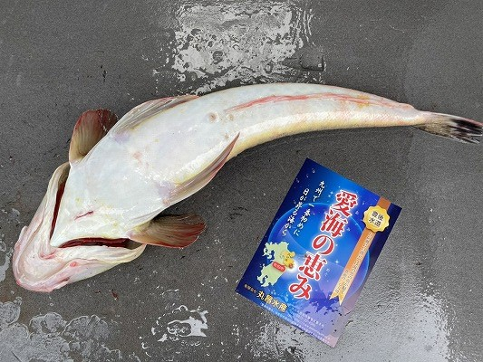 マゴチ 八面六臂