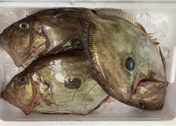 マトウダイ 八面六臂