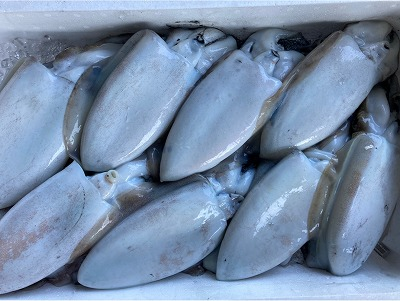 カミナリイカ モンゴウイカ 八面六臂