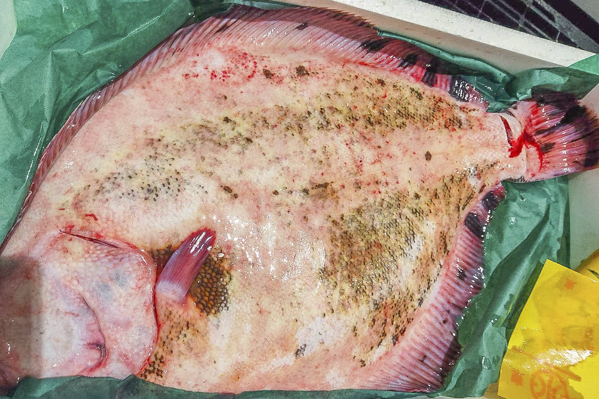 マツカワカレイ 八面六臂