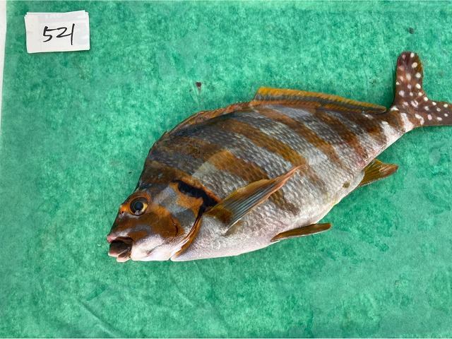 タカノハダイ 八面六臂