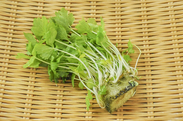 ホワイトセロリ 八面六臂