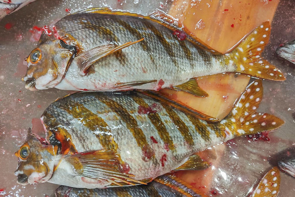 タカノハダイ 八面六臂