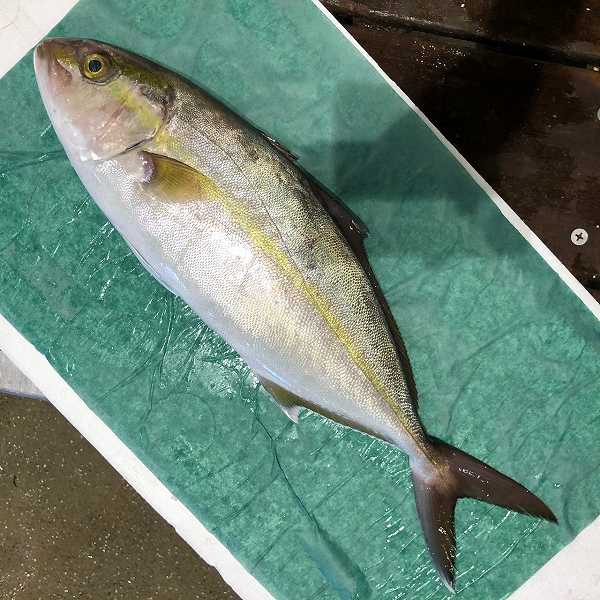 Img Hachimenroppi Com Image Php F Czmvcnrs Adir