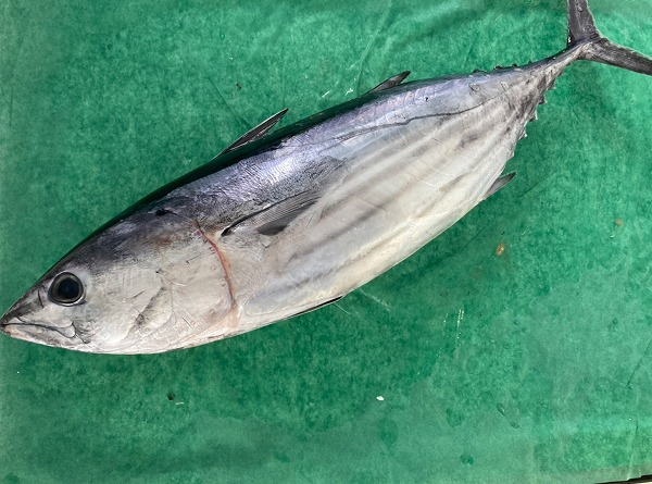 カツオ 八面六臂