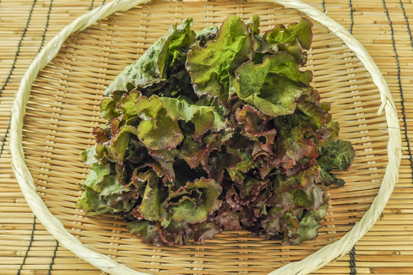 金井さんの減農薬サニーレタス 八面六臂