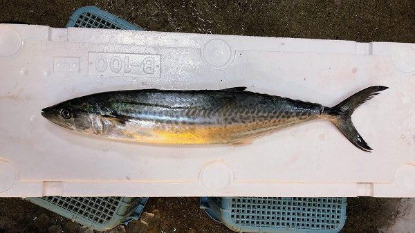 活〆神経抜きサゴシ 釣物 八面六臂