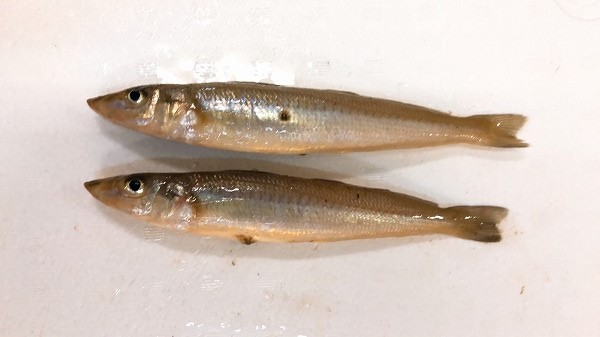 シロギス 八面六臂