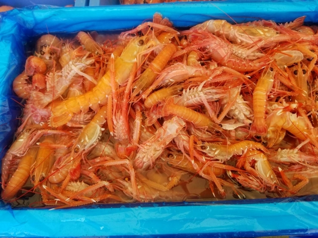 アカザエビ 八面六臂