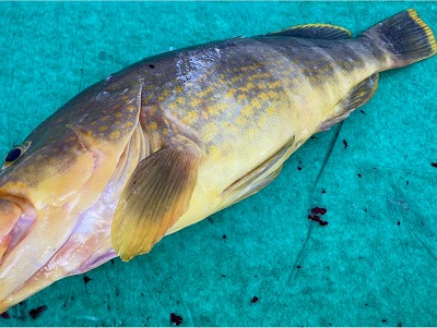 アオハタ キハタ 八面六臂