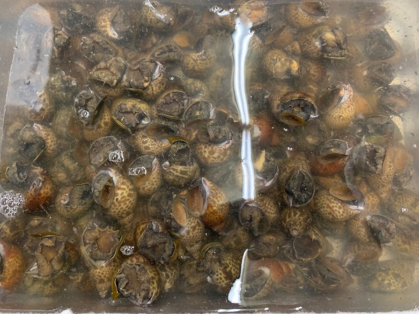 黒バイ貝 約40 50gサイズ 八面六臂