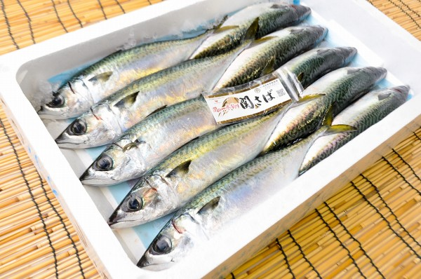 マサバ 八面六臂