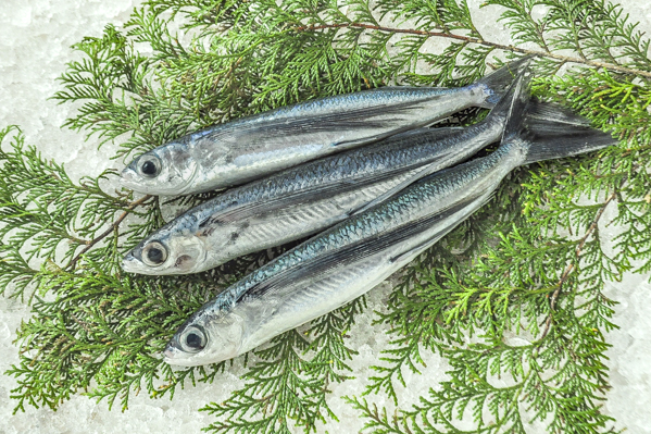 トビウオ 八面六臂