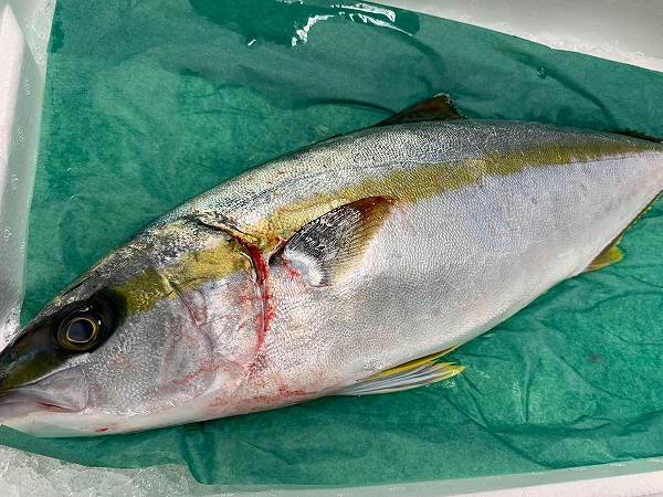 ヒラマサ 八面六臂