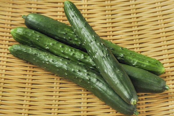 キュウリ 八面六臂