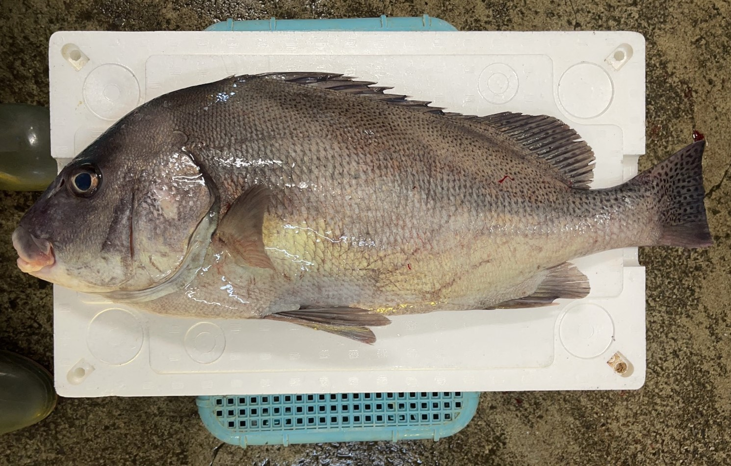 コショウダイ 八面六臂