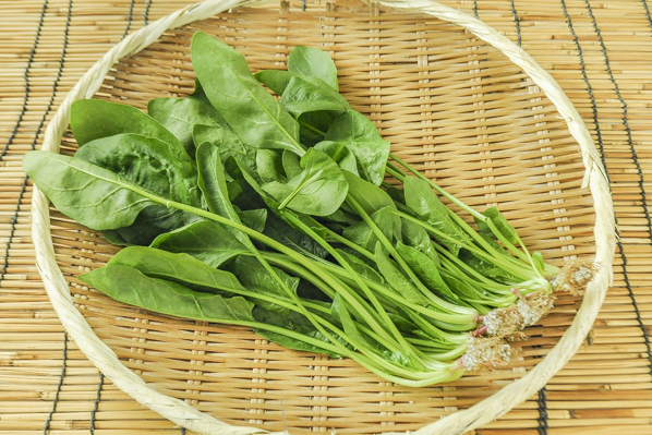 ホウレンソウ 八面六臂