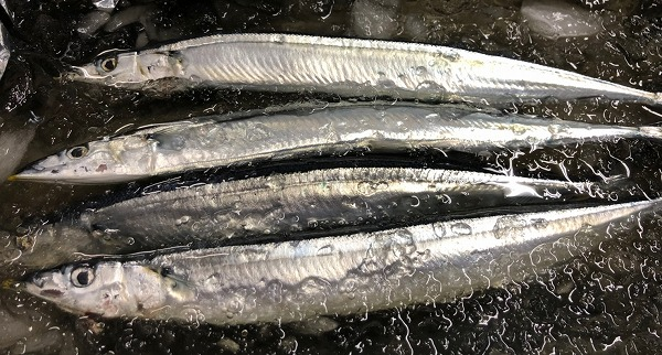 新サンマ 八面六臂