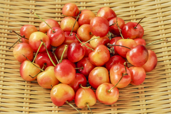 レーニアチェリー 八面六臂