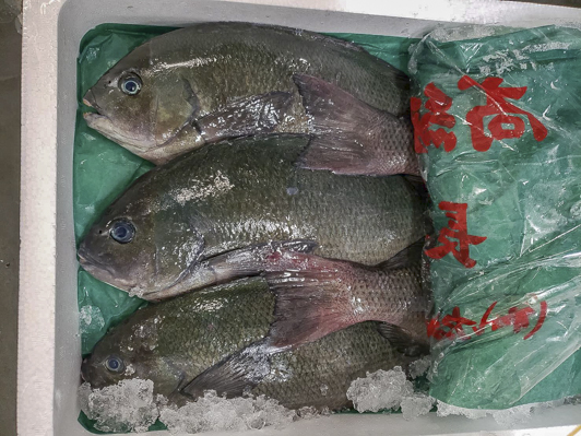 活〆メジナ 八面六臂