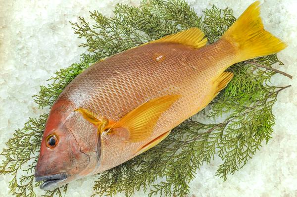 シロホシフエダイ シロシブダイ 八面六臂