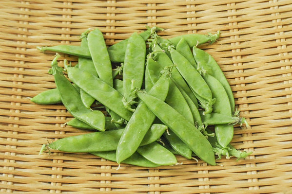 絹さや 八面六臂