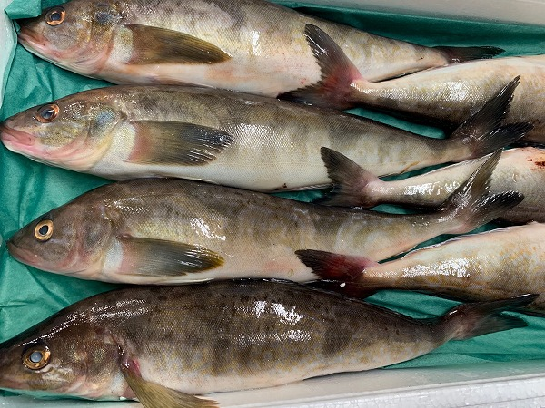 ホッケ 巻網 八面六臂