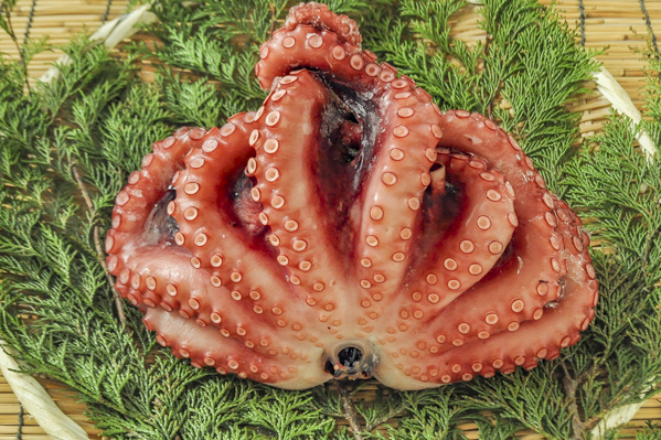 ボイルヤナギタコ 冷凍 八面六臂