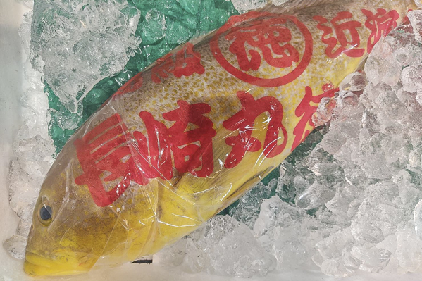 アオハタ キハタ 八面六臂