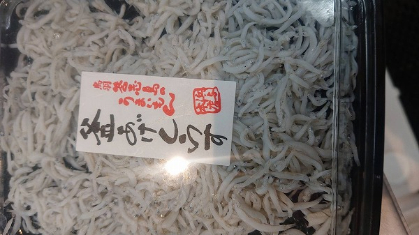 カタクチイワシ 八面六臂