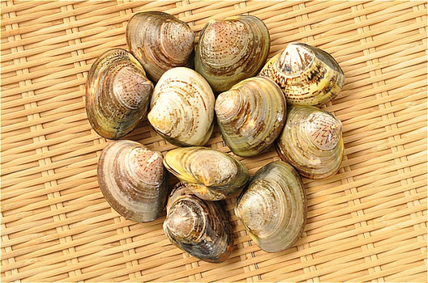 ハマグリ 八面六臂