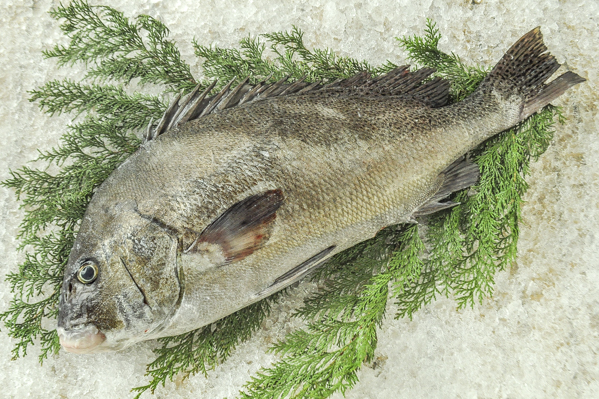 コショウダイ 釣物 八面六臂