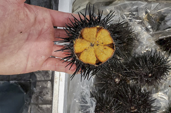 殻付きムラサキウニ 八面六臂