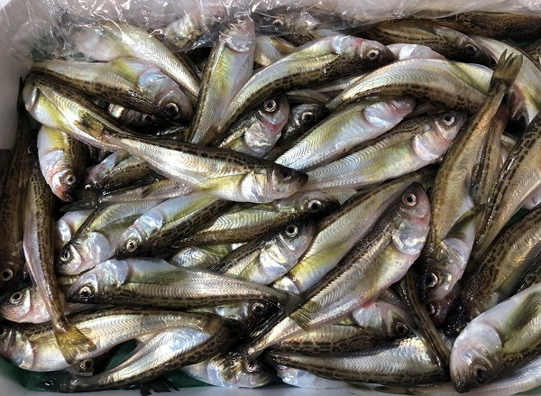 ハタハタ 八面六臂