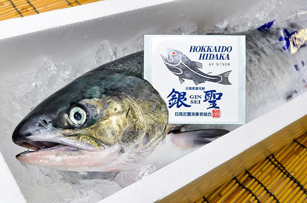 銀聖 オス 八面六臂
