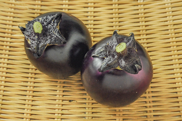 越の丸茄子 11玉サイズ 八面六臂