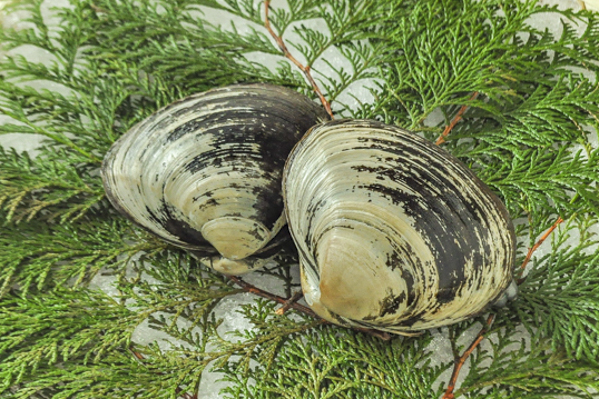 ホッキ貝 八面六臂