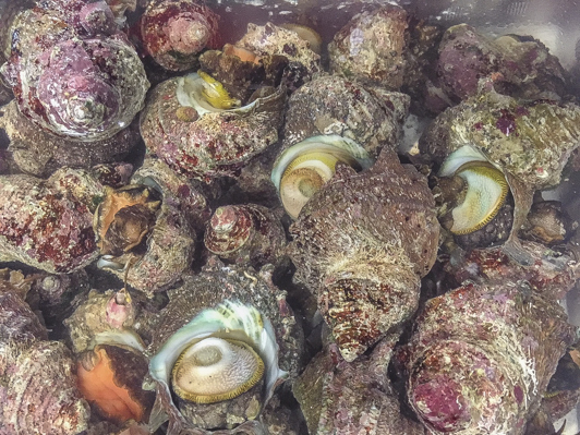 サザエ 八面六臂