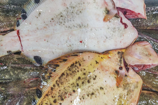 活〆マツカワガレイ 日高 八面六臂