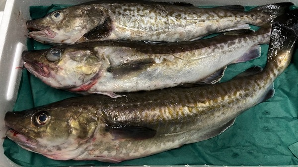 スケトウダラ 八面六臂