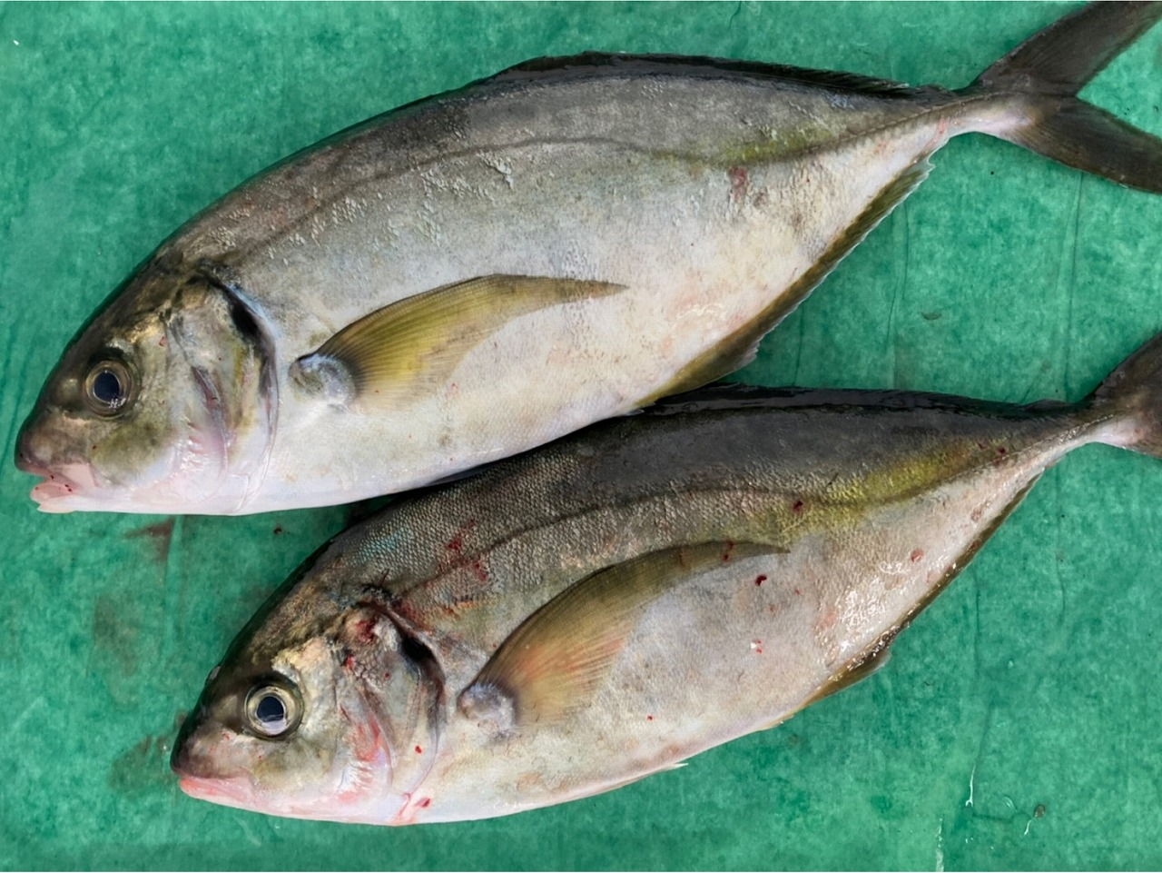 養殖シマアジ B品 八面六臂