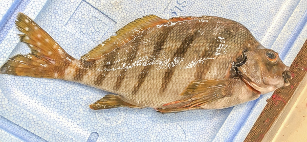 タカノハダイ 八面六臂