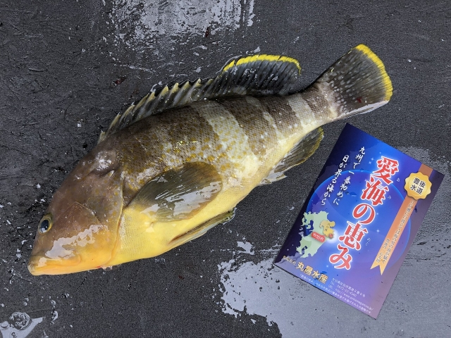 アオハタ キハタ 八面六臂