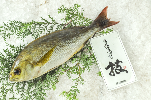 イサキ 八面六臂