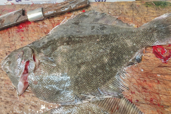 活〆マツカワガレイ 八面六臂